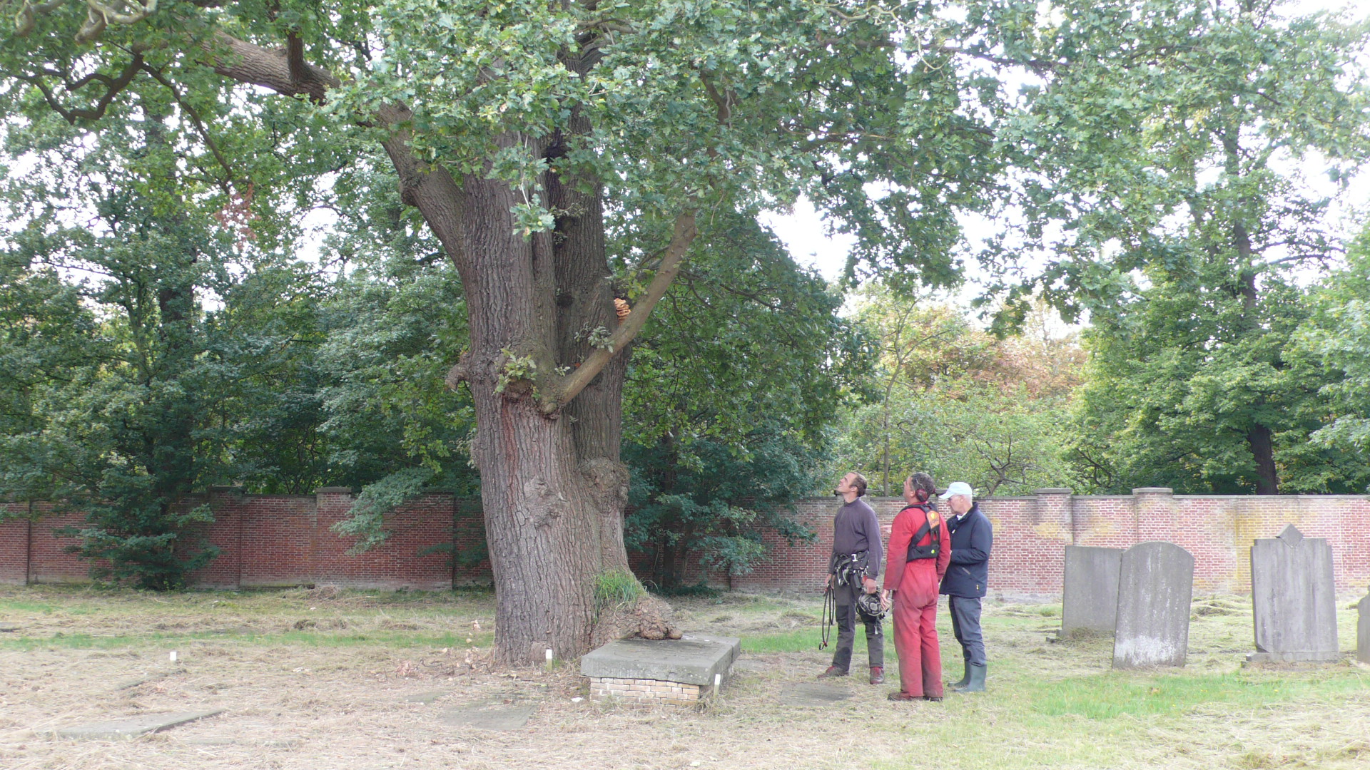 Herstel bomen