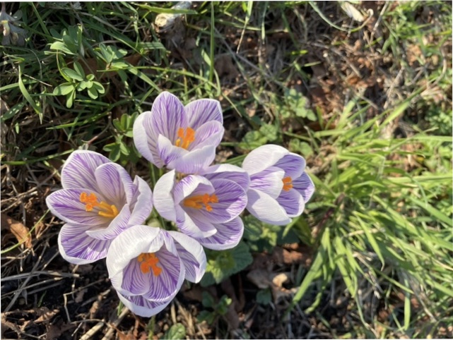 crocuses